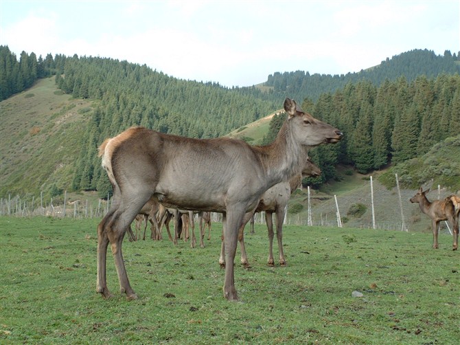 新疆昌吉盛華商貿(mào)夏天鹿場實景